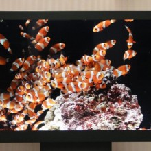 sony-3d-display