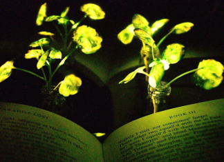 Plantele bioluminescente din Avatar devin realitate; MIT prezintă plante ce vor înlocui lampa de citit MIT
