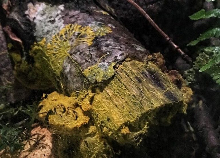 „The Blob” este cea mai nouă atracţie a Grădinii Zoologice din Paris: un organism viu, fără creier şi cu 720 de sexe