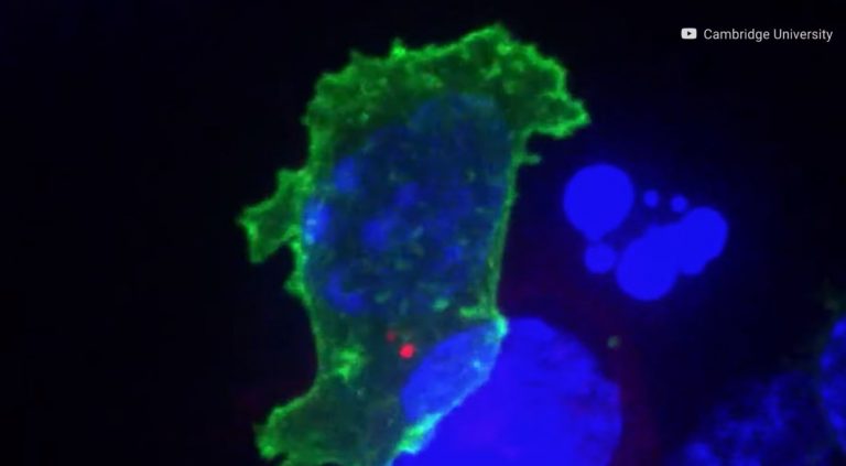 Leac pentru cancer din Australia? Secretul ar fi în virusul vărsatului bovin