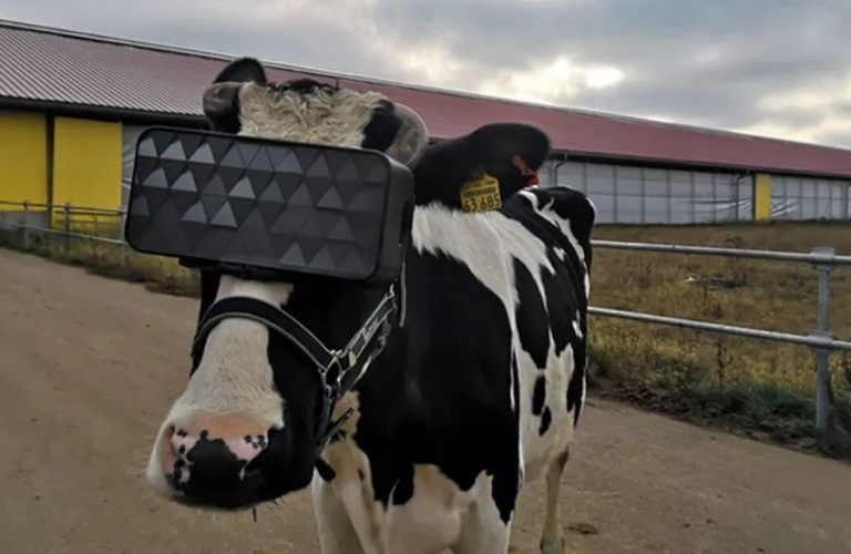 Vaci cu căşti VR pentru producţie de lapte sporită; Nici Petre Daea n-ar fi gândit-o pe asta!