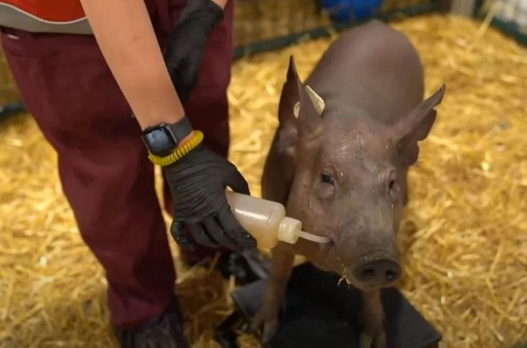 Elon Musk prezintă cipul Neuralink implantat în creier într-o demonstraţie pe porci (Video)