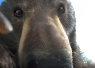 Viralul zilei: un urs a găsit o cameră de acţiune GoPro şi şi-a făcut de cap cu ea